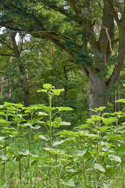 向日葵图片下载
