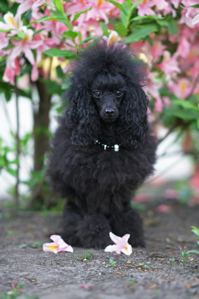 可爱的黑色玩具狮子狗与斯堪的那维亚狮子显示剪辑和一个项圈在户外摆姿势坐在地面下盛开的粉红色的杜鹃花丛在夏天图片下载