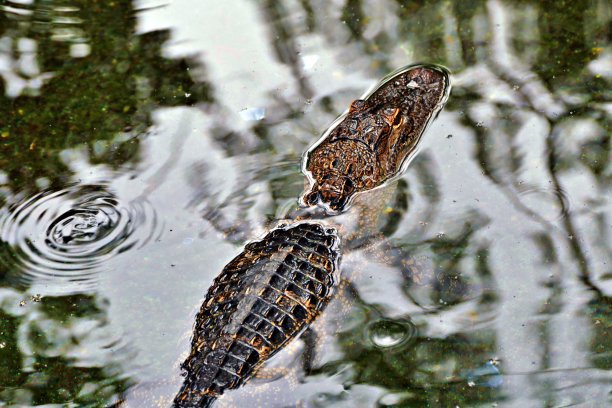 水面上的小鳄鱼图片下载