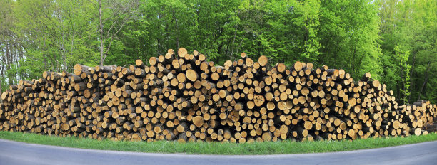 将树干堆在森林边缘图片下载