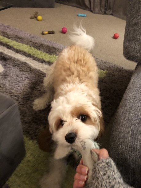 顽皮的小狗图片下载