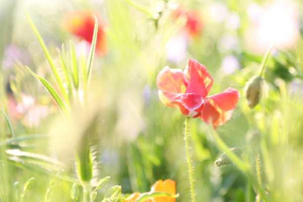 野花领域图片下载