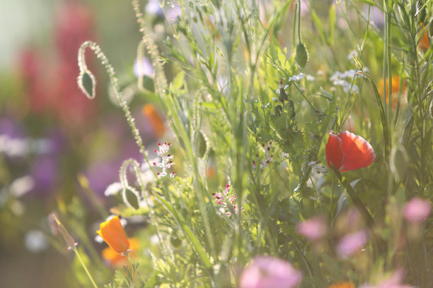 野花领域图片下载