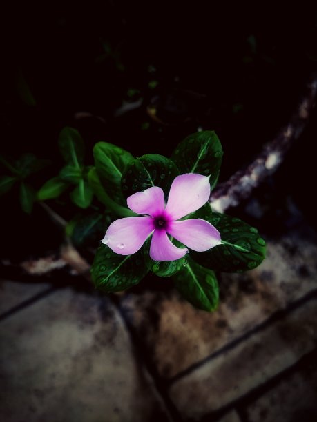 小长春花图片下载