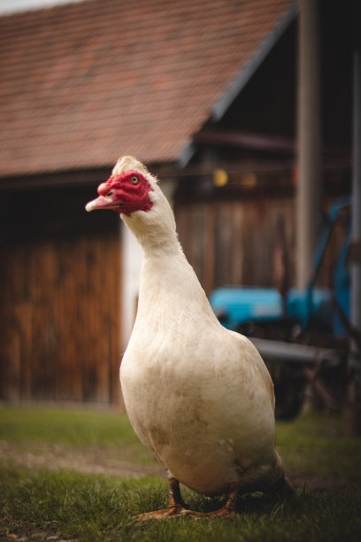 一张白色莫斯科鸭的肖像，眼睛周围有一圈红色的污迹。有家畜的乡村有机农场。Cairina moschata是一种大鸭子。小型野生和野生繁殖图片下载