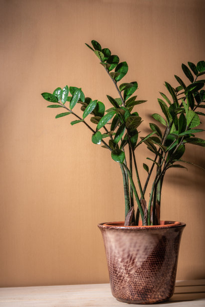 在乡村背景的花盆里种上室内植物Zamioculcas。图片下载