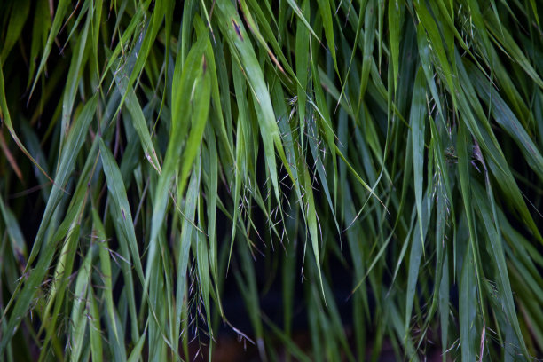 竹叶。图片下载