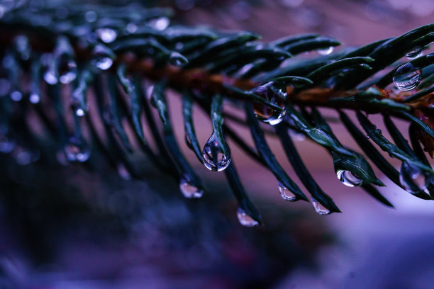 挂着雨滴的圣诞树枝图片下载