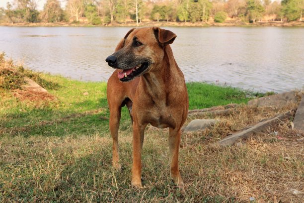 红色的狗图片下载
