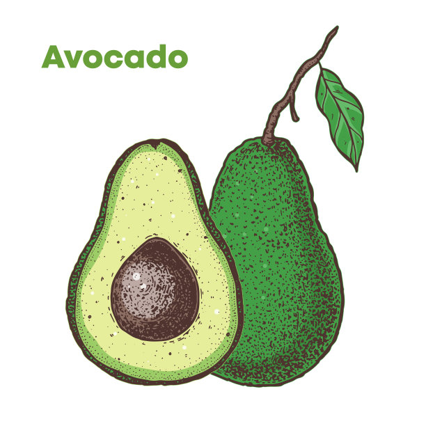 牛油果手绘插图。鳄梨。素描矢量插图。可用于包装设计。图片下载