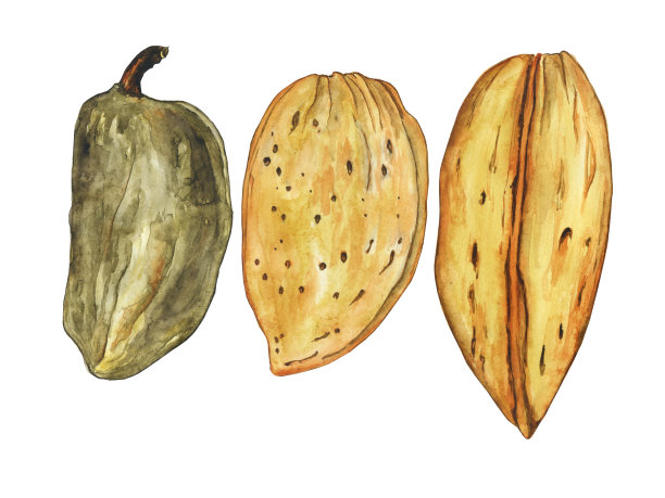 在白色背景上分离出三颗黄色和绿色的杏仁种子。手绘核桃图。完美的图案，印刷，菜单设计，食物装饰。图片下载