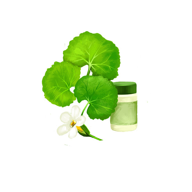 婆罗门-印度阿育吠陀药草数字艺术插图。健康有机植物广泛用于治疗和治疗，植物为天然保健用途制备药物。图片下载