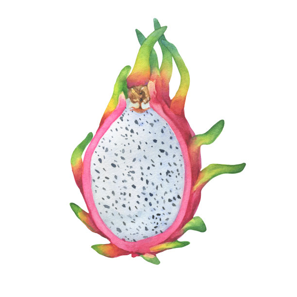粉红色的成熟切片火龙果(又称火龙果、火龙果、草莓梨或火龙果)。手绘植物水彩画插图孤立的白色背景图片下载