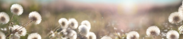 花全景。模糊的自然背景。柔和的色彩，精致的自然背景。毛茸茸的花图片下载