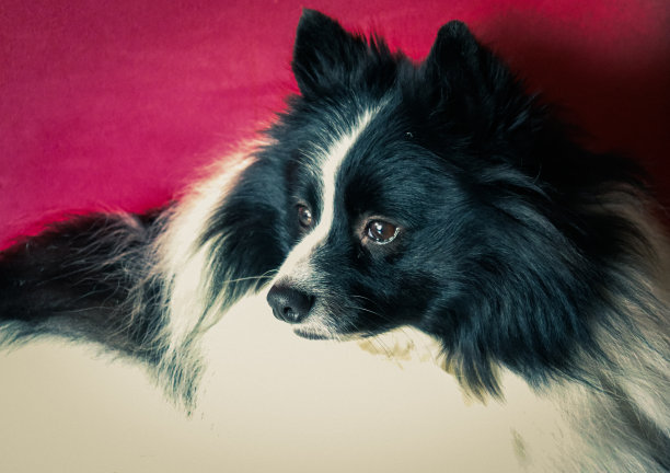 德国狗看起来沉思图片下载