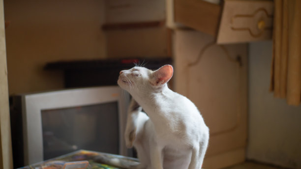 可爱的白色小猫玩和吃在可爱的房间图片下载