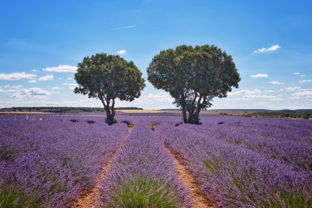 薰衣草。图片下载