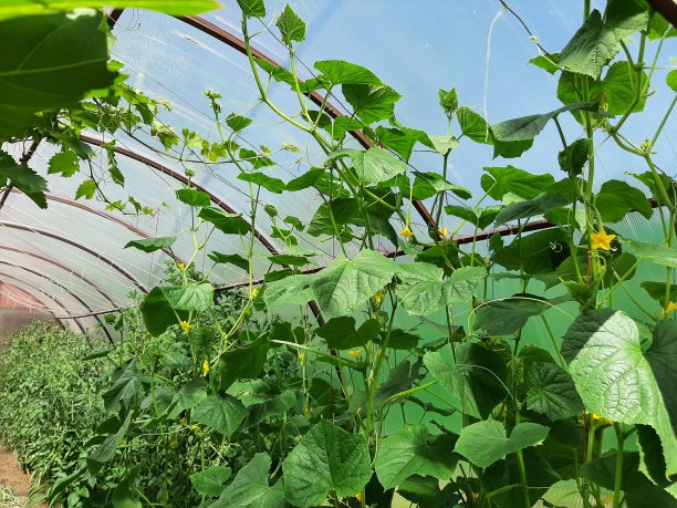 村里有一个菜园，还有一个温室，里面种着绿色的蔬菜、黄瓜和西红柿。种植健康新鲜的素食。农场上的农业图片下载