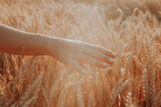 惊人的景色与女人他背对着观众在麦田里用手触摸在夕阳下的尖刺。金色的麦田。手里拿着麦穗。收获的概念。手上的小穗的图像。图片下载