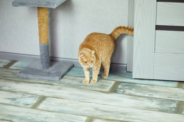 客厅里一只可爱有趣的英国猫在抓猫器附近玩耍图片下载