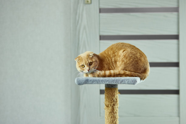 无聊可爱的英国猫躺在家里的猫挠器上图片下载