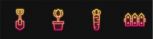 摆线胡萝卜铲花郁金香在花盆和图片下载