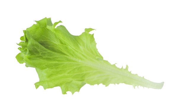 成熟的生菜离开图片下载