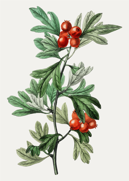 morroco山楂图片下载