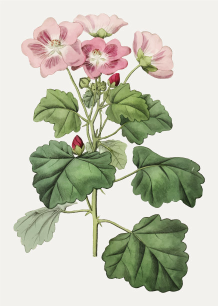 几句话rhombifolia图片下载