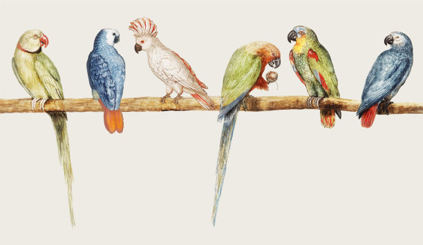 复古风格的鹦鹉品种图片下载