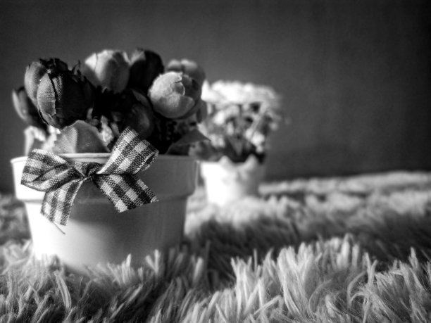 模仿花图片下载