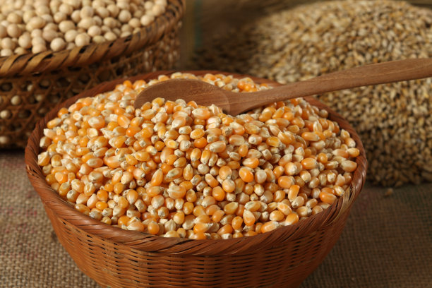 白色背景上分离的黄色玉米粒，用于爆米花图片下载