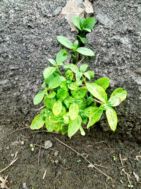 小的绿色植物生长在石头之间的照片图片下载