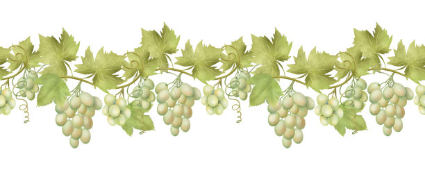 无缝边框的绿色葡萄藤，手绘插图在白色的背景图片下载