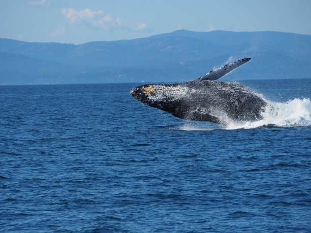 座头鲸图片下载