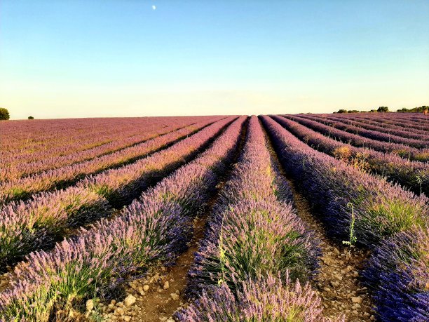 布里韦加的薰衣草田图片下载