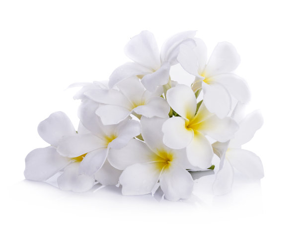 孤立于白色背景上的白色卵泡兰图片下载