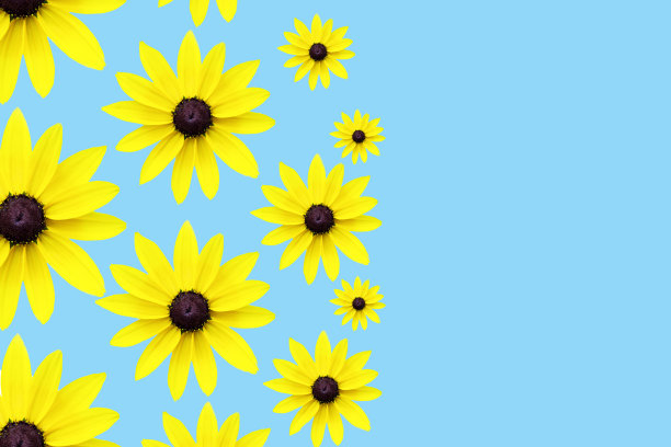 黄色的雏菊背景黄色的花与花瓣图片下载