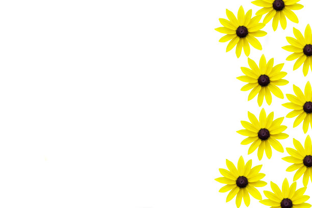 洋甘菊无缝花纹，黄洋甘菊图片下载