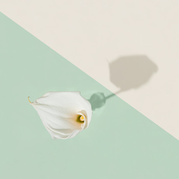 白色，阳光下的花马蹄莲或马蹄莲盛开孤立在柔和的米色和绿色背景。装饰、喜庆的请帖理念。最小的平面布局和复制空间。图片下载