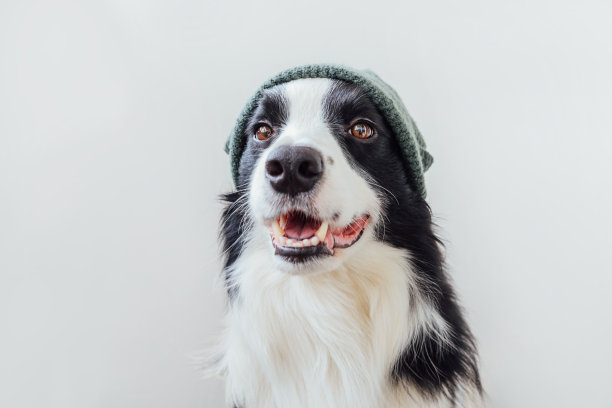 滑稽的肖像可爱的微笑小狗狗边境牧羊犬穿着暖和的针织衣服帽子孤立在白色的背景。冬或秋的新可爱的家庭成员小狗的肖像图片下载