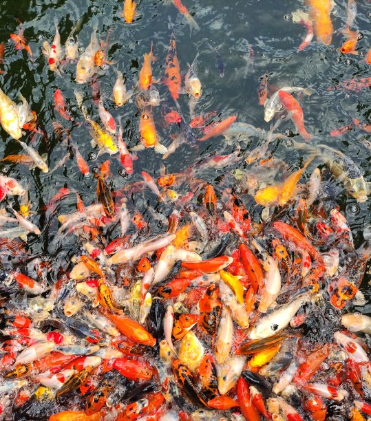 在池中等待食物的鲤鱼群的裁剪拍摄。图片下载