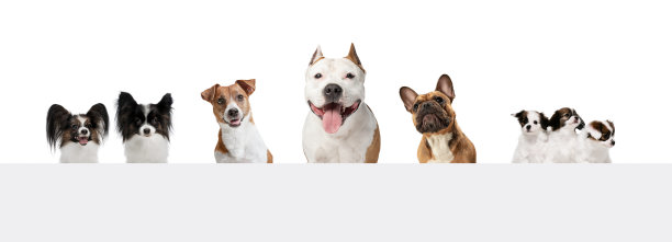 艺术拼贴画，不同品种的搞笑狗孤立在白色工作室背景。图片下载