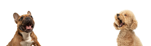 艺术拼贴画，不同品种的搞笑狗孤立在白色工作室背景。图片下载