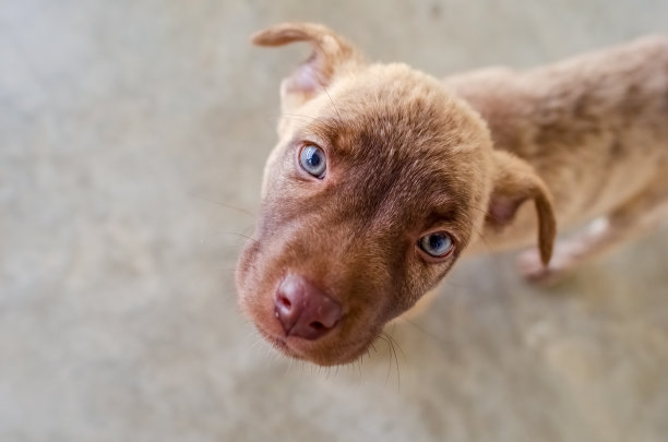 小狗狗救援收容所动物拷贝空间图片下载