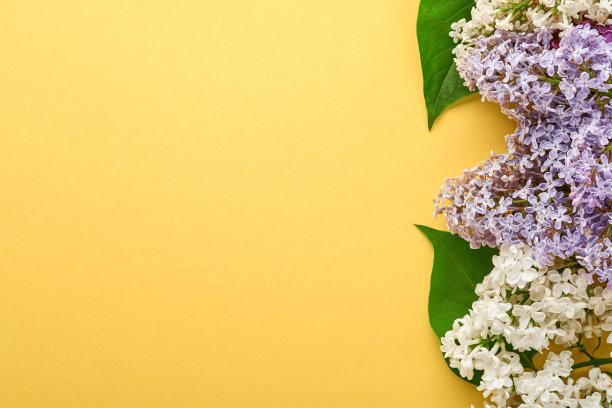 黄色背景上美丽的白色丁香枝。前视图。用丁香花装饰的婚礼贺卡，妇女节情人节快乐，母亲节快乐。图片下载