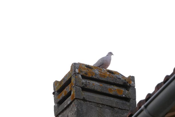 斑鸠栖息在一个烟囱上图片下载