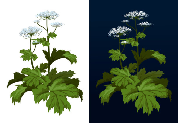 有毒的豕草植物。牛鲤科鱼。Heracleum植物。Heracleum Sosnowski全尺寸孤立在白色矢量插图。图片下载