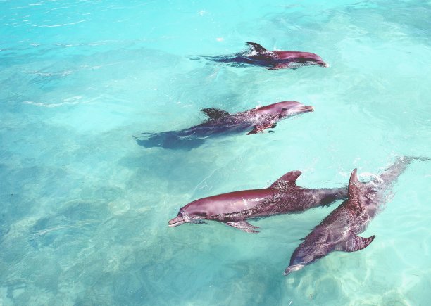 巴哈马群岛，海豚在海里游泳，绿松石的海洋，阳光，图片下载