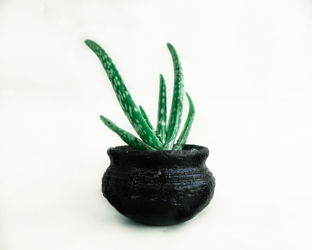 Aloevera植物图片下载